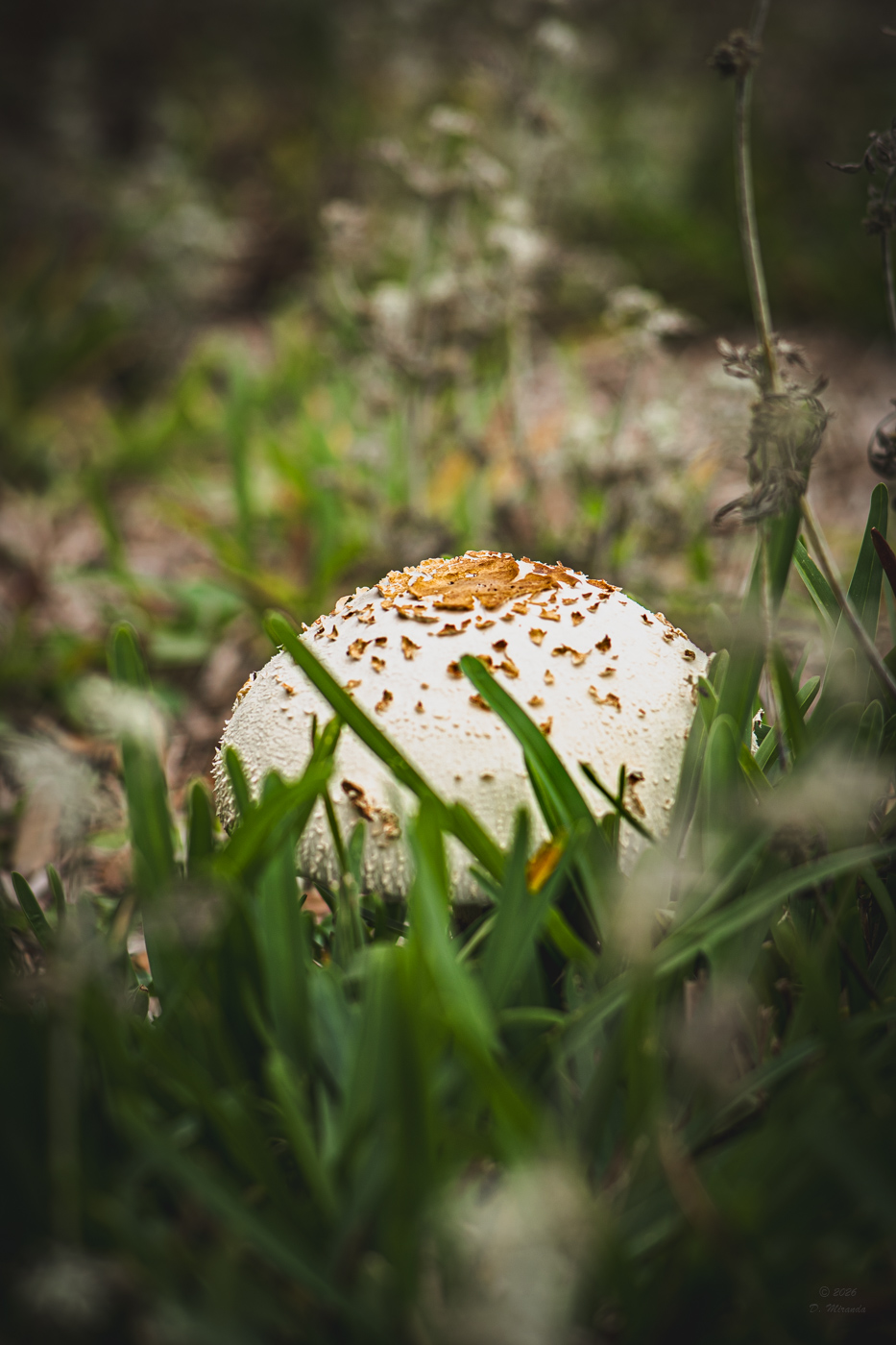 Mushroom side